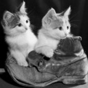 boots-n-cats avatar