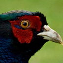 bootypheasant avatar