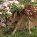 boozilla-valentina avatar