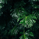 bordeauxtasha avatar