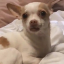 border-bandit avatar