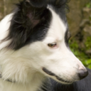 bordercolliedogs-blog avatar