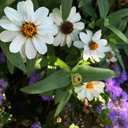 borderlinecrazzy avatar