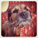 borderterrier avatar