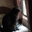 boredrandomweirdo avatar