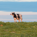 borgesolsaydim avatar