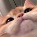 borkistumblin avatar
