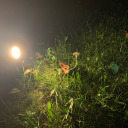 born-at-all-adventure avatar