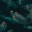 bornonthewrongside avatar