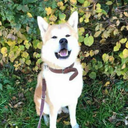 boromir-the-biscuit avatar