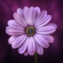 borrowedwordsandmissingkeys avatar