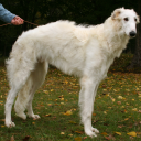 borzoiboisblog avatar