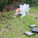 borzoilover02 avatar