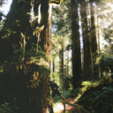 bosalangarson avatar