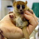 bosco-breadsticks avatar