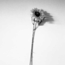 boshqalanqaralamam avatar