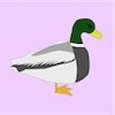 boss-duck avatar