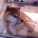 bossbattlefight avatar