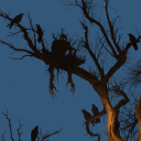 bossed-around-croissant avatar