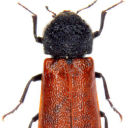 bostrichidae avatar