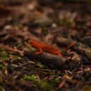 botanicalbullshit avatar