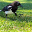 botanicaleavesdropper avatar