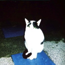 boteni avatar