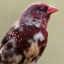 bottomdrawer-drawerbottom avatar