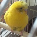 boueibu-and-budgies avatar