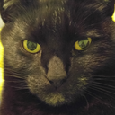 boujour-humain avatar