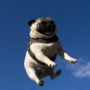 bouncychocolatebunny avatar