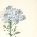 bouquet-blues avatar