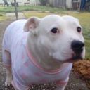 bowlofaimlessfish avatar