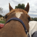 bowsbitsandbreeches avatar