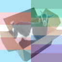 box-goat avatar