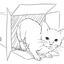 boxed-up-cat avatar