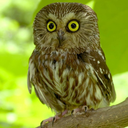 boy-is-fiction avatar