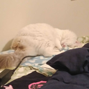 boycarofchilladelphia avatar