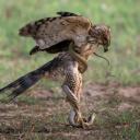 boycottdivestsanctions avatar