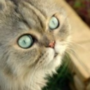 boyswithbeardswithcats avatar