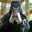 bprducks avatar