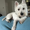 bradleycavanaugh avatar