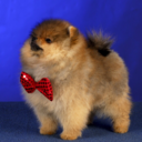 bradsgoddamndogblog avatar