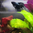 brahmsthebetta avatar