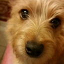 brain-made-4-dreams avatar