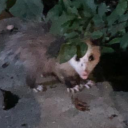 brain-rot-bot avatar