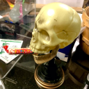 brain-rot-dude avatar