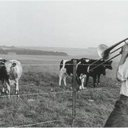 braindamagelunatic avatar