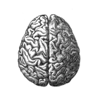 brainland-blog avatar