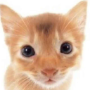 brainposting-avian avatar